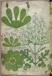 Illustration botanique, vers 1440 (encre et couleur sur vélin)