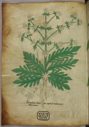 Illustration botanique, vers 1440 (encre et couleur sur vélin)