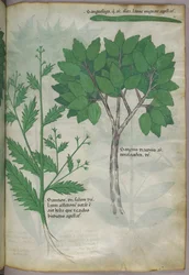 Illustration botanique, vers 1440 (encre et couleur sur vélin)