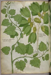 Illustration botanique, vers 1440 (encre et couleur sur vélin)