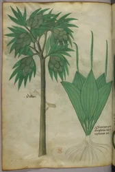 Illustration botanique, vers 1440 (encre et couleur sur vélin)