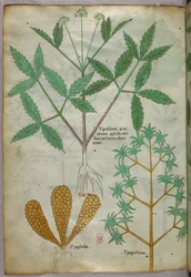 Illustration botanique, vers 1440 (encre et couleur sur vélin)