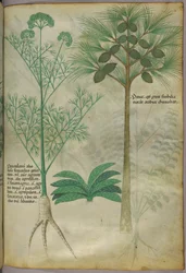 Illustration botanique, vers 1440 (encre et couleur sur vélin)