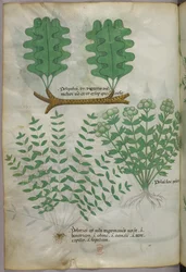 Illustration botanique, vers 1440 (encre et couleur sur vélin)