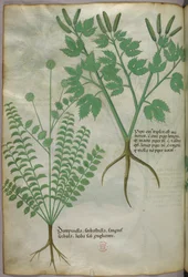 Illustration botanique, vers 1440 (encre et couleur sur vélin)