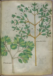 Illustration botanique, vers 1440 (encre et couleur sur vélin)