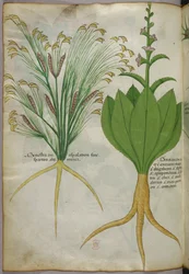 Illustration botanique, vers 1440 (encre et couleur sur vélin)