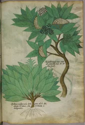 Illustration botanique, vers 1440 (encre et couleur sur vélin)