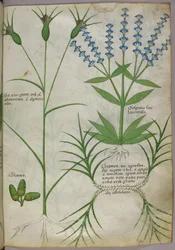 Illustration botanique, vers 1440 (parchemin), vers 1440 (encre et couleur sur vélin)