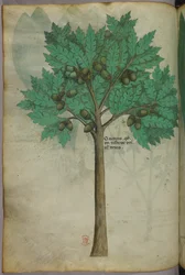 Illustration botanique d