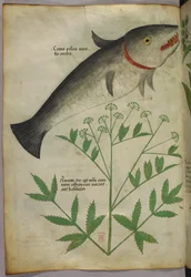Illustration botanique d