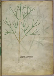 Illustration botanique d