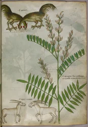 Illustration botanique d