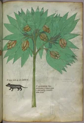 Illustration botanique d
