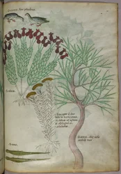 Illustration botanique d