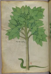 Illustration botanique d