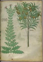 Illustration botanique d