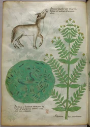 Illustration botanique d