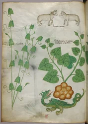 Illustration botanique de plantes, d