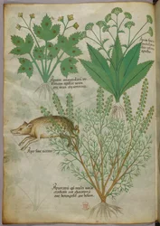 Illustration botanique de plantes et d