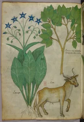 Illustration botanique de plantes et d