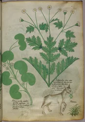 Illustration botanique de plantes et d