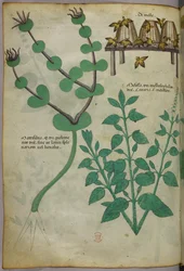 Illustration botanique de plantes et de ruches avec des abeilles, vers 1440 (encre et couleur sur vélin)