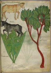 Illustration botanique de plantes et de taureaux, vers 1440 (encre et couleur sur vélin)