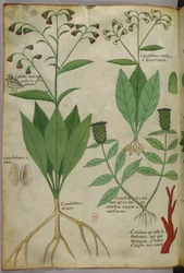 Illustration botanique de plantes et de coraux avec un serpent et un cerf, vers 1440 (encre et couleur sur vélin)