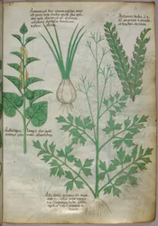 Illustration botanique de plantes, vers 1440 (encre et couleur sur vélin)