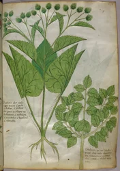 Illustration botanique de plantes, vers 1440 (encre et couleur sur vélin)