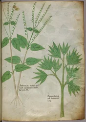 Illustration botanique de plantes, vers 1440 (encre et couleur sur vélin)