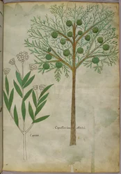 Illustration botanique de plantes, vers 1440 (encre et couleur sur vélin)