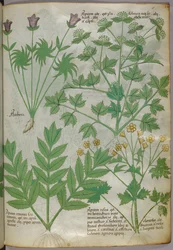 Illustration botanique de plantes, vers 1440 (encre et couleur sur vélin)