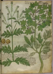 Illustration botanique de plantes, vers 1440 (encre et couleur sur vélin)