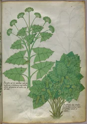 Illustration botanique de plantes, vers 1440 (encre et couleur sur vélin)