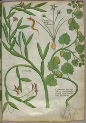 Illustration botanique de plantes, dont une clématite, et d