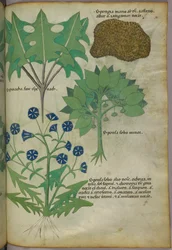 Illustration botanique de plantes, dont une éponge, vers 1440 (encre et couleur sur vélin)