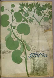 Illustration botanique de plantes, y compris de fleurs, vers 1440 (encre et couleur sur vélin)
