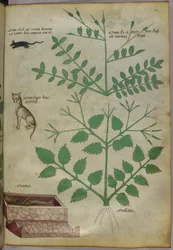 Illustration botanique de plantes avec un léopard, une souris et un cadavre, vers 1440 (encre et couleur sur vélin)