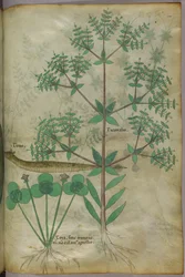 Illustration botanique de plantes avec un animal, vers 1440 (encre et couleur sur vélin)