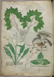 Illustration botanique avec illustration d