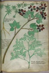 Illustrations botaniques de garance [rubea] ; mûre [rubus] ; rue [ruta], vers 1440 (encre et couleur sur vélin)
