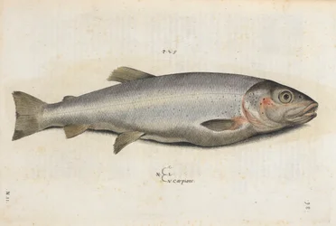 Poisson Carpione, illustration de 