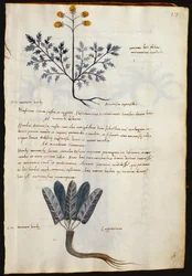 Cod. CCXXXVII Artemisia et lapparium, plantes médicinales d