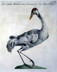 Grue cendrée, c.1767-76