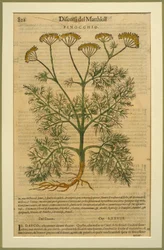 Fenouil, une planche botanique du Discorsi par Pietro Andrea Mattioli publiée à Venise, 1570