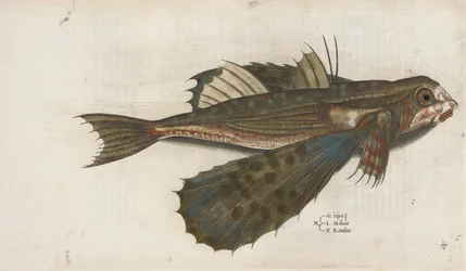 Poisson volant, illustration de 