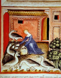 Élevage des oies, illustration du Tacuinum Sanitatis Codex Vindobonensis