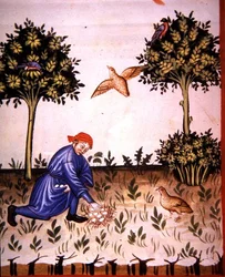 Fol.66v Collecte d